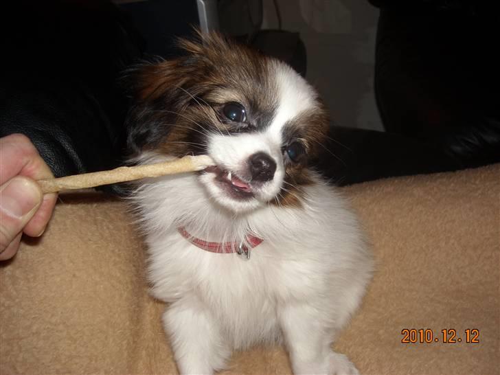 Papillon Cheri meget lille pige - Hapser lige en knaser pind :-) billede 3