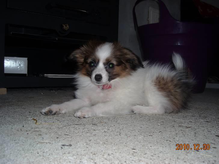 Papillon Cheri meget lille pige - Skønne bette Cheri billede 4