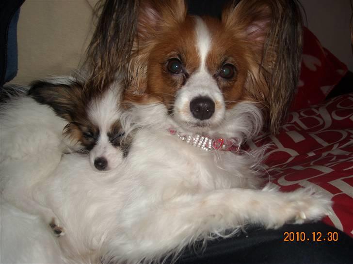 Papillon Cheri meget lille pige - Mig og min smukke mor Chili billede 5