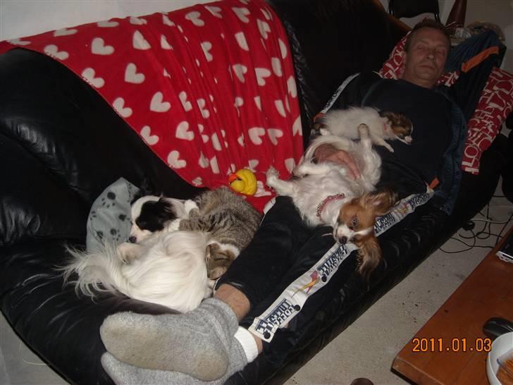 Papillon Cheri meget lille pige - Hygger hos "far" billede 6