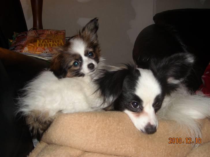 Papillon Cheri meget lille pige - Mig og min skønne smukkke hunde far :-) billede 7