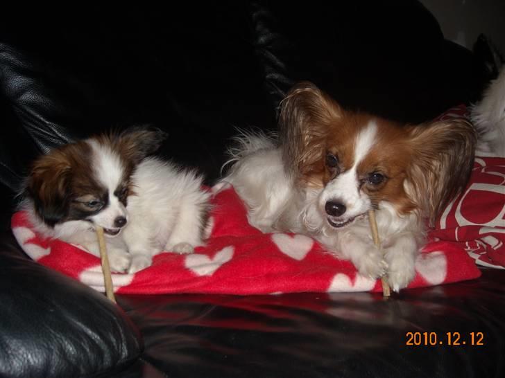 Papillon Cheri meget lille pige - mig og mor tygger knaserpind :-) billede 8