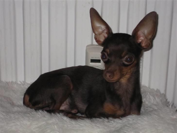 Prazsky krysarik Tiny billede 12