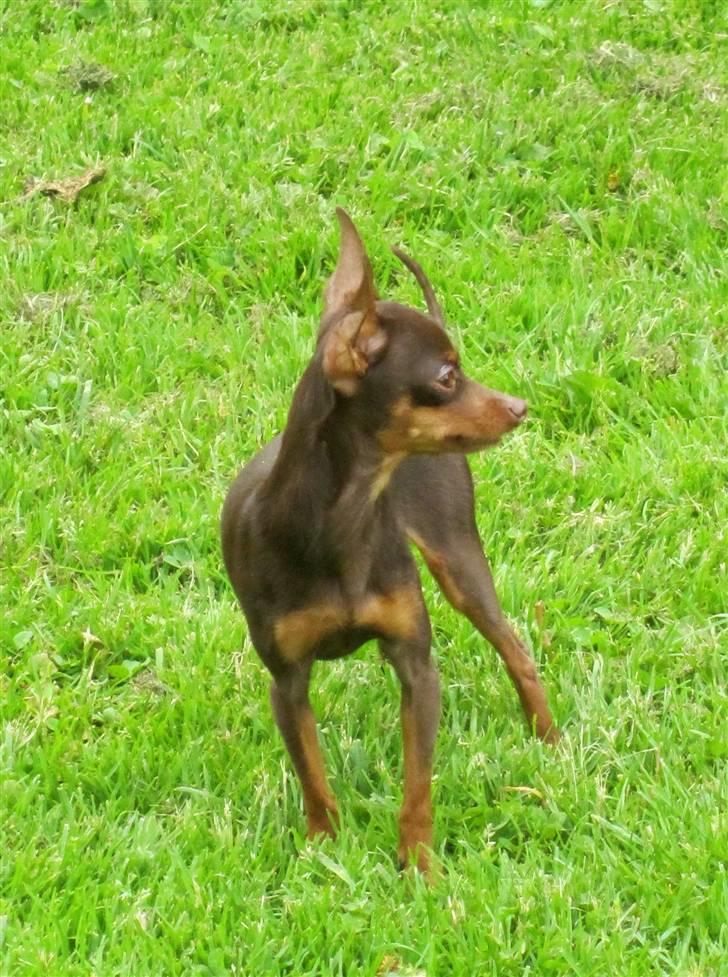 Prazsky krysarik Tiny billede 13