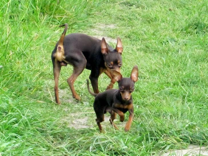 Prazsky krysarik Tiny billede 14