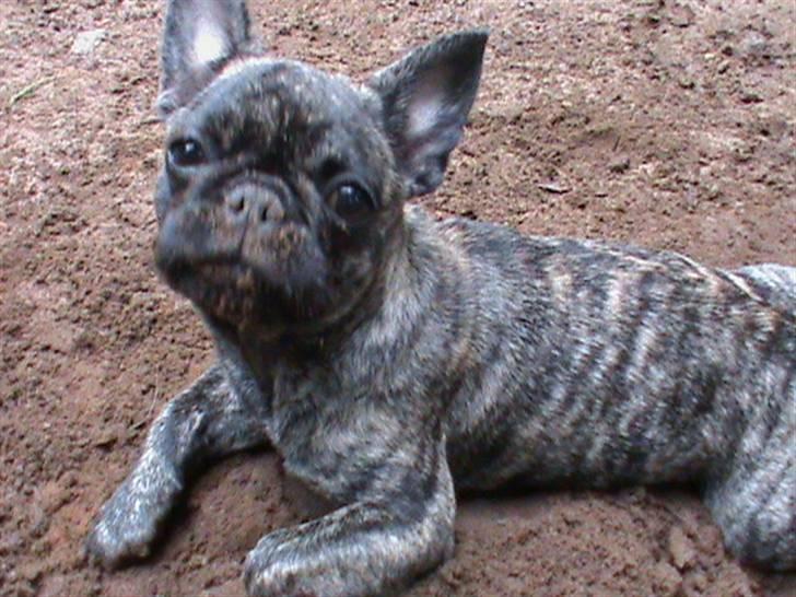 Blanding af racer tøzen billede 7