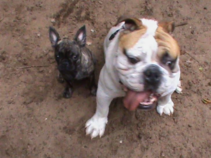 Blanding af racer tøzen billede 8