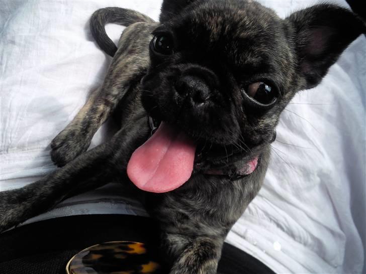 Blanding af racer tøzen billede 9