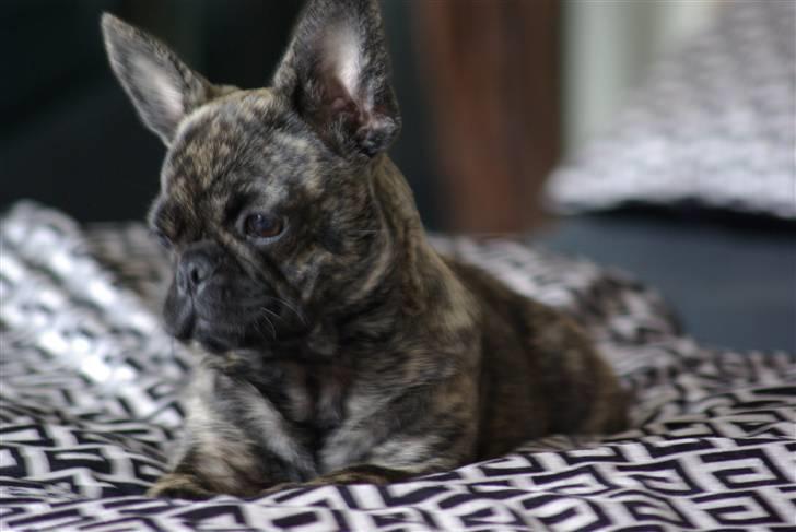 Blanding af racer tøzen billede 10