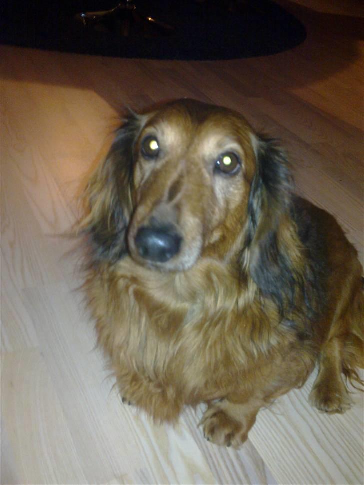 Gravhund Muttley R.I.P  - Verdens dejligste gravhund! :) billede 1