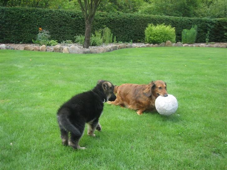 Gravhund Muttley R.I.P  billede 2