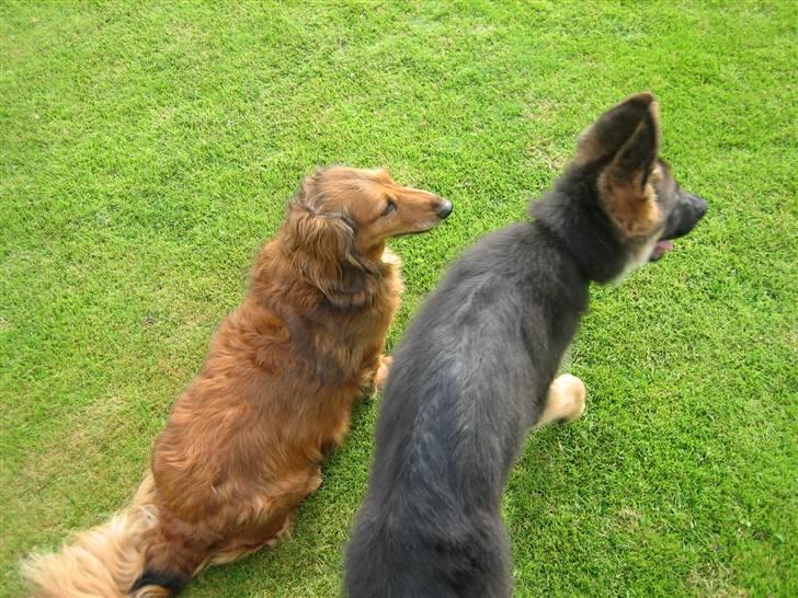 Gravhund Muttley R.I.P  - Dejlige Mulle og Kiba... billede 3