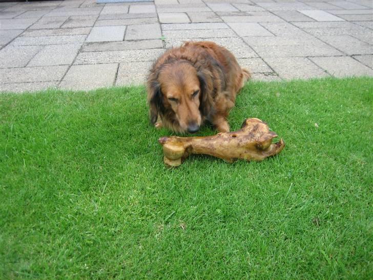 Gravhund Muttley R.I.P  - KÆMPE ben :D billede 4