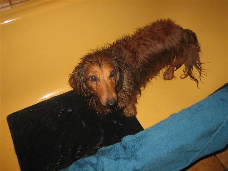 Gravhund Muttley R.I.P  - Ynkelige lille Muttley efter et "karbad" billede 5