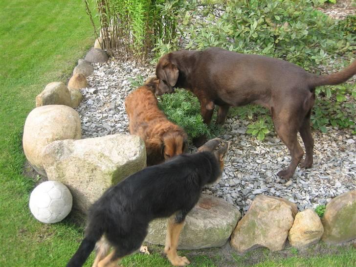 Gravhund Muttley R.I.P  - Naboen Molly, Muttley og Kiba :) billede 6