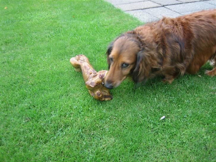 Gravhund Muttley R.I.P  billede 7