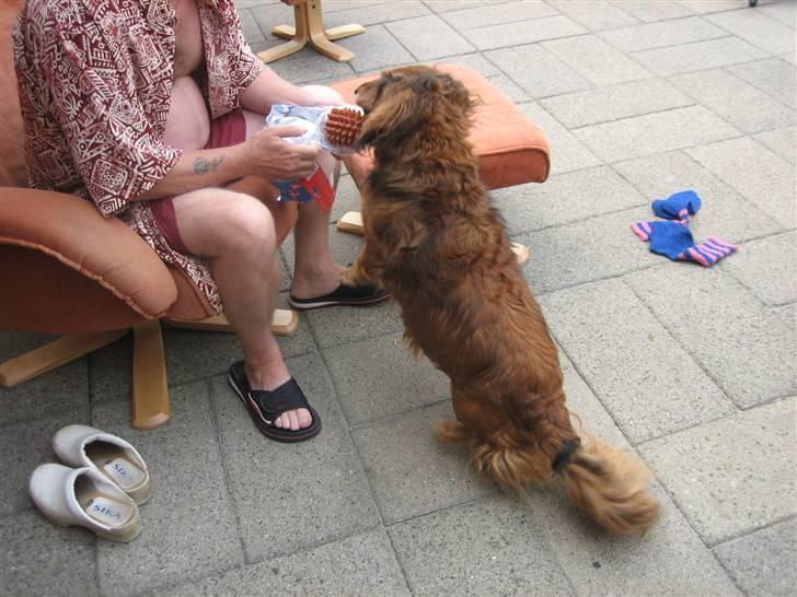 Gravhund Muttley R.I.P  - Muttleys 8 års fødselsdag :) billede 8