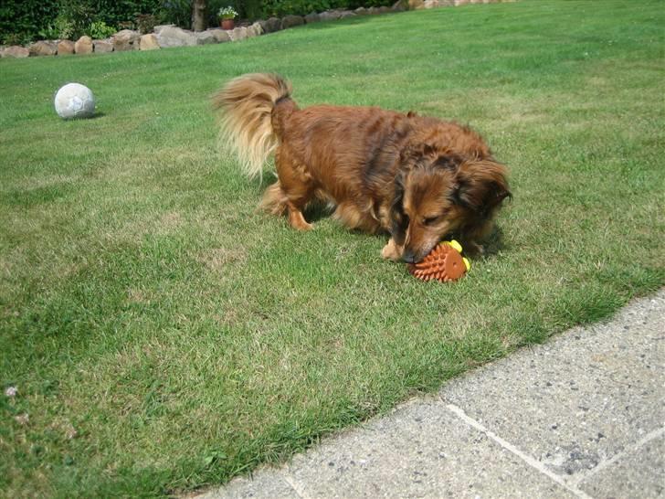 Gravhund Muttley R.I.P  billede 9