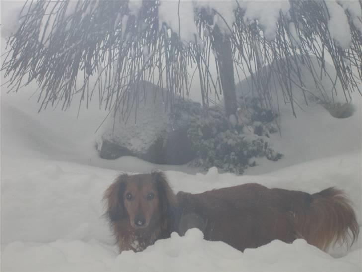 Gravhund Muttley R.I.P  - En skøn snehund....  billede 10