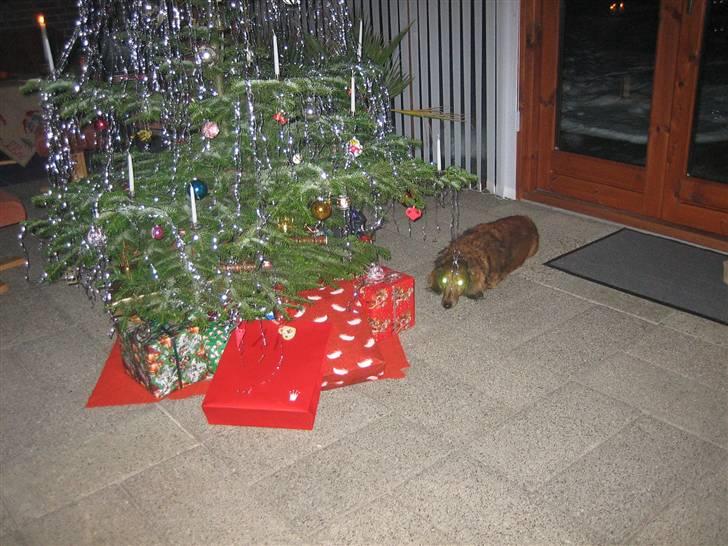 Gravhund Muttley R.I.P  - julen 2009 billede 11