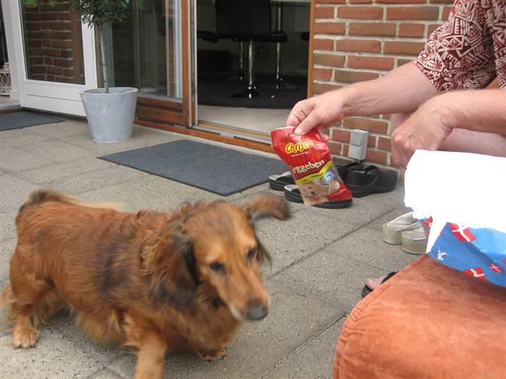 Gravhund Muttley R.I.P  billede 12