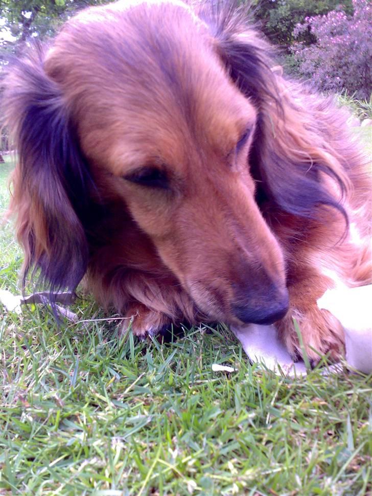 Gravhund Muttley R.I.P  - guffe guffe guffe :) billede 13