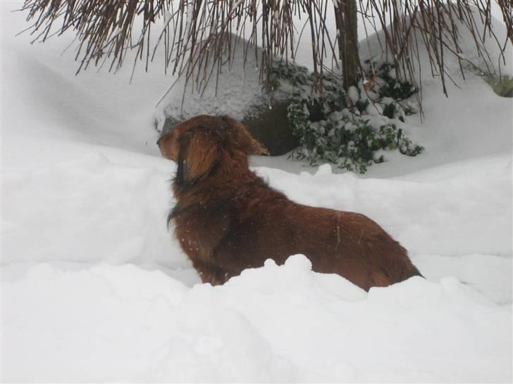 Gravhund Muttley R.I.P  billede 14