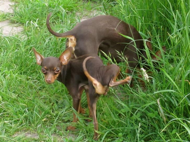 Prazsky krysarik Tiny billede 15