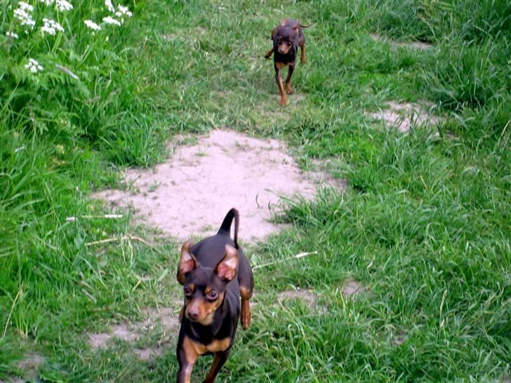 Prazsky krysarik Tiny billede 16