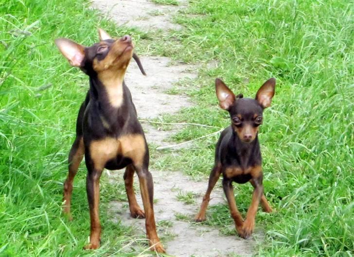 Prazsky krysarik Tiny billede 17