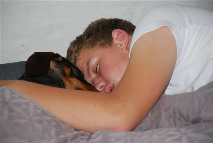 Gravhund Balder - Dagen efter vi fik Balder hjem, min bror lå i sin seng og tog en lur.. og op kravlede Balder til ham (: billede 5