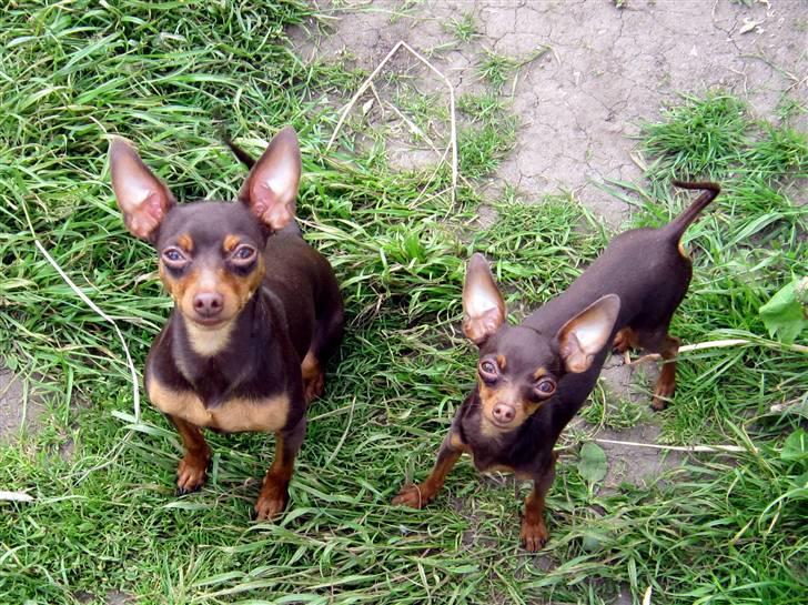 Prazsky krysarik Tiny billede 18