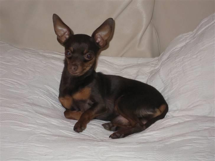 Prazsky krysarik Tiny billede 19