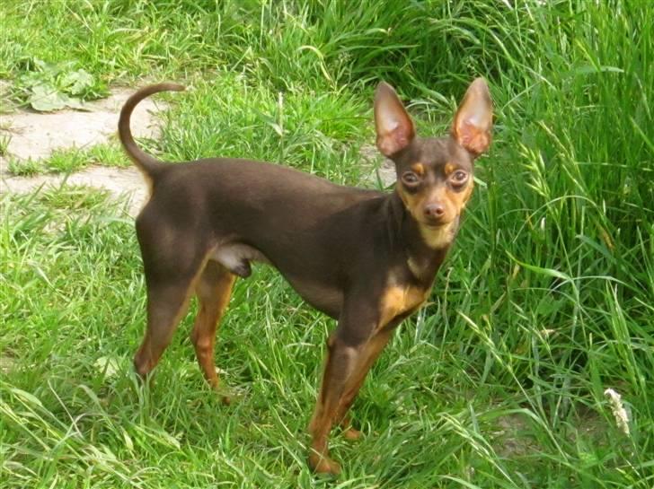 Prazsky krysarik Vimse billede 16