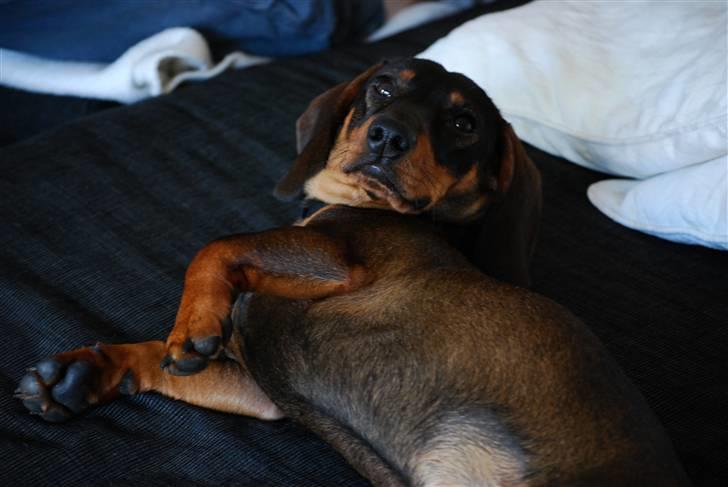 Gravhund Balder - Slanger sig på mors sofa ;) billede 7