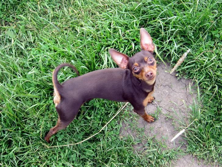 Prazsky krysarik Vimse billede 17