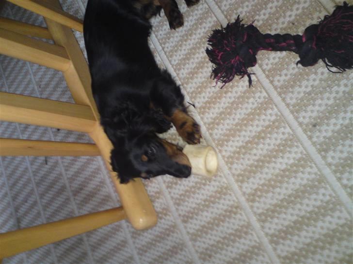 Gravhund Lady Himmelhund  billede 10