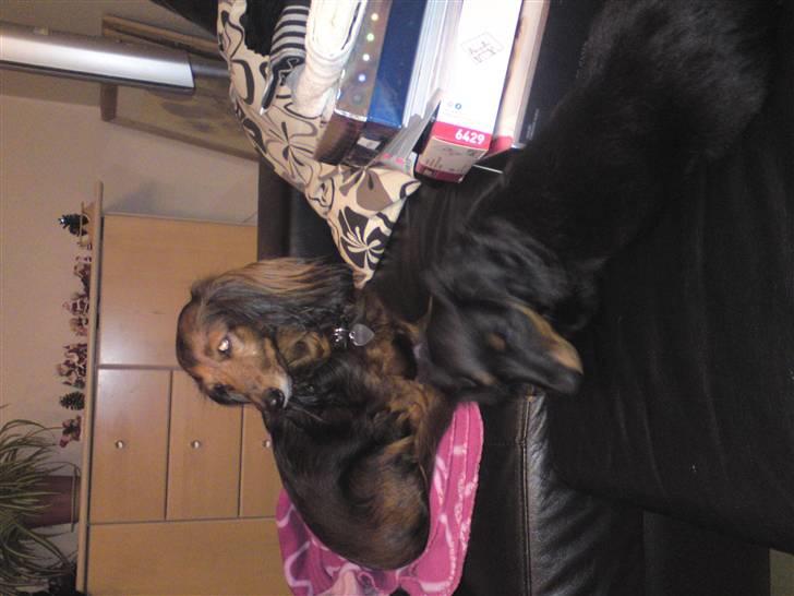 Gravhund Lady Himmelhund  billede 11