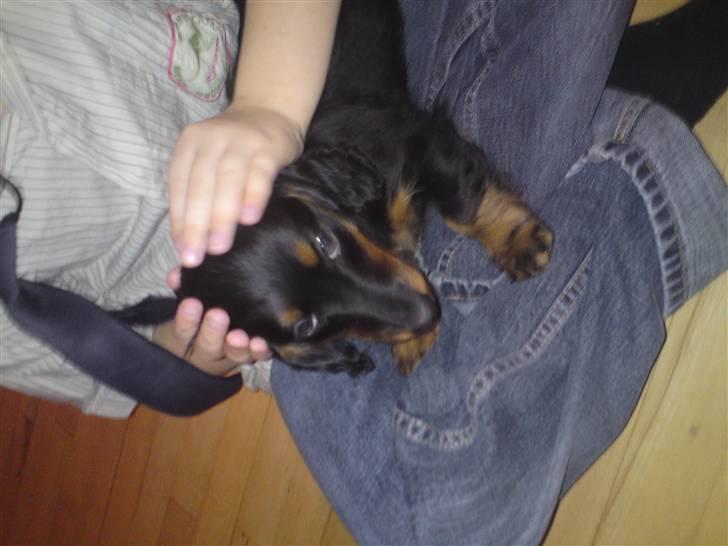 Gravhund Lady Himmelhund  billede 12