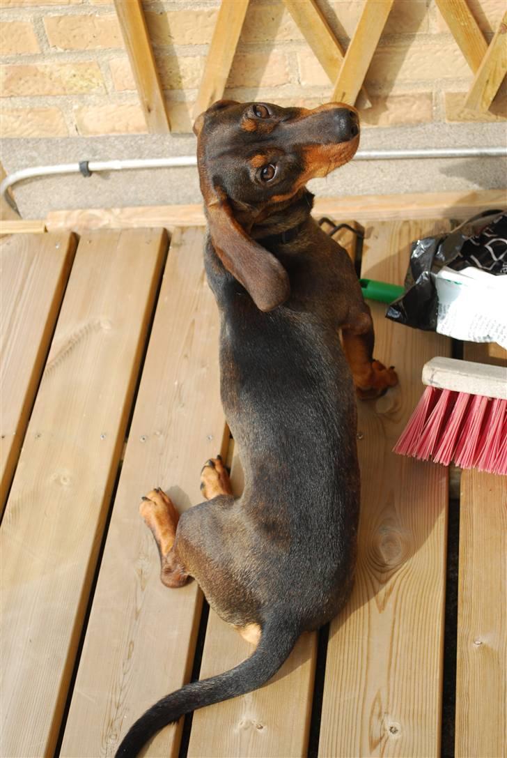 Gravhund Balder - Sidder i sommer solen og nyder den varme terresse (: billede 8