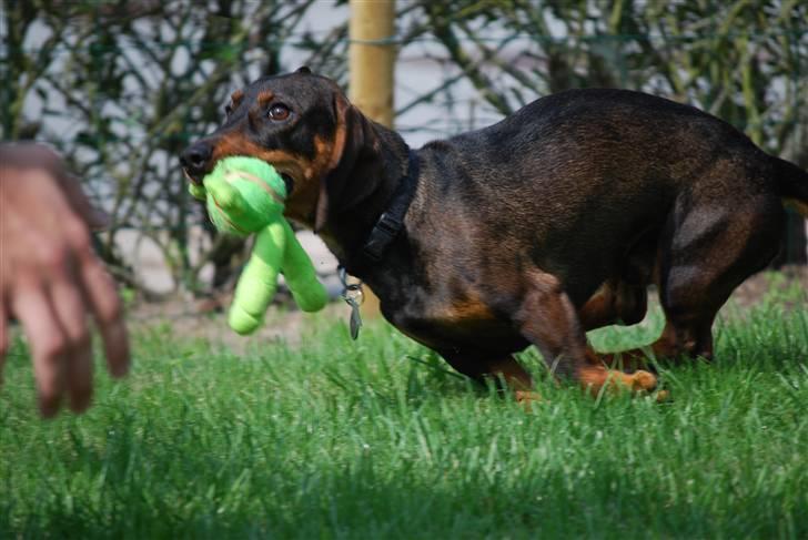 Gravhund Balder - WROOOM!! billede 9