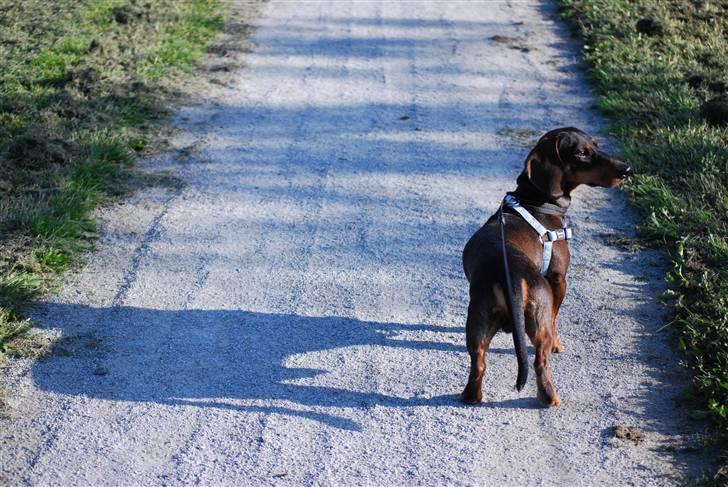 Gravhund Balder - Ude at gå en tur rundt om søen (: billede 11