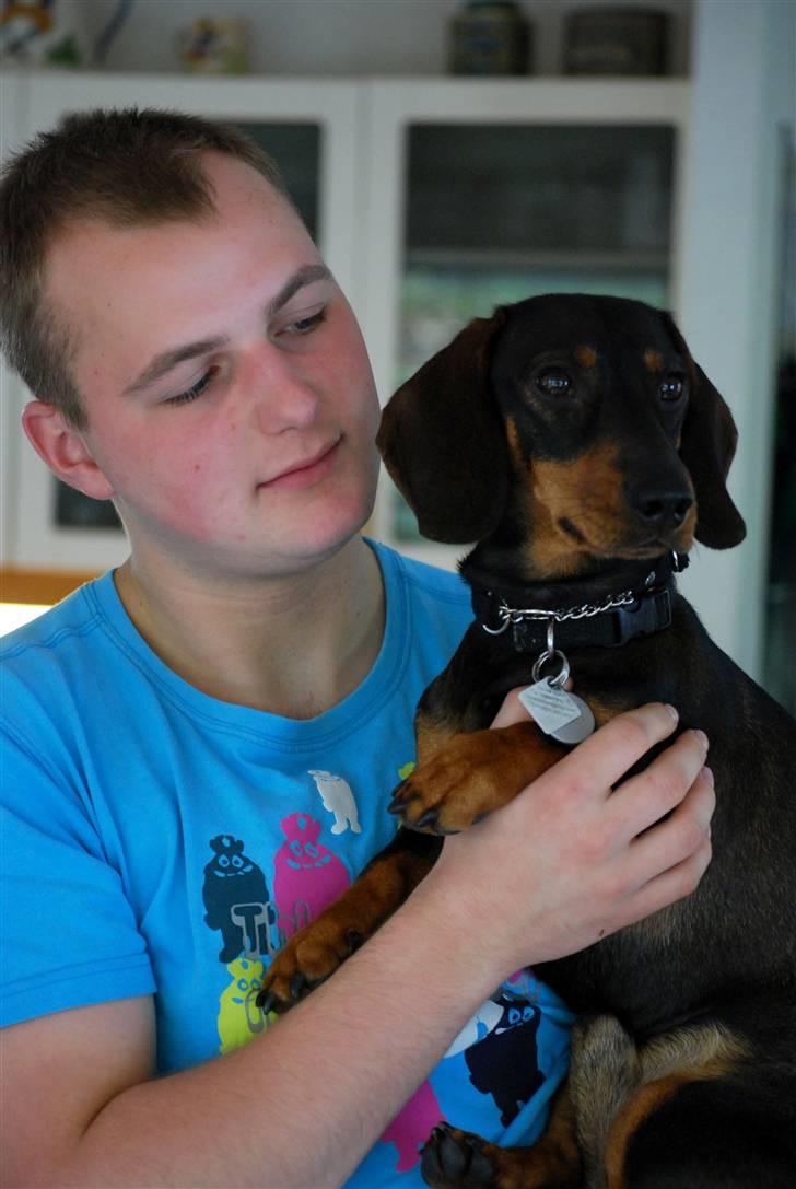 Gravhund Balder - Min dejlige kæreste og min dejlige hund i sommerhus (: billede 12