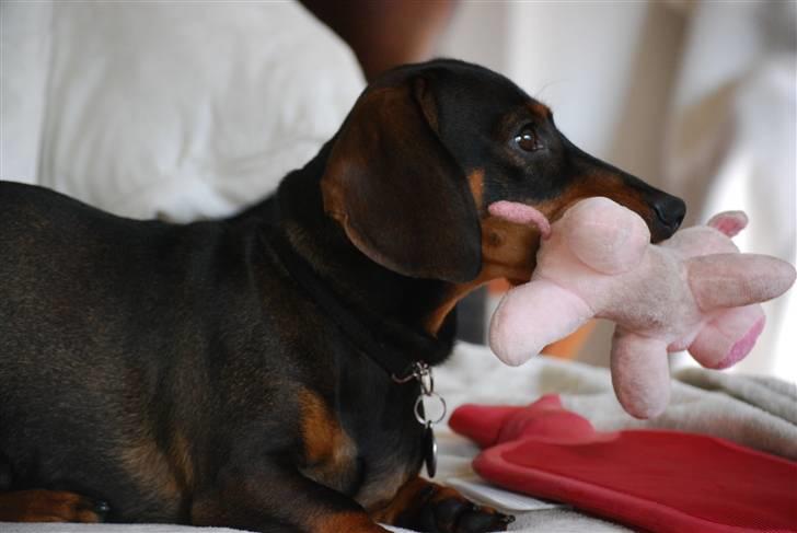 Gravhund Balder - Balder og hans elskede gris! billede 15