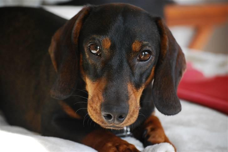 Gravhund Balder - Verdens sødeste baby hund !  billede 16