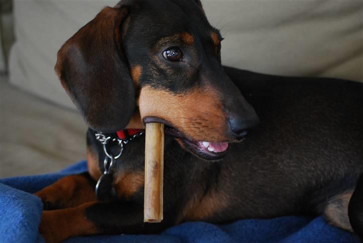 Gravhund Balder - En af hans yndlings beskæftigelser ;) billede 18