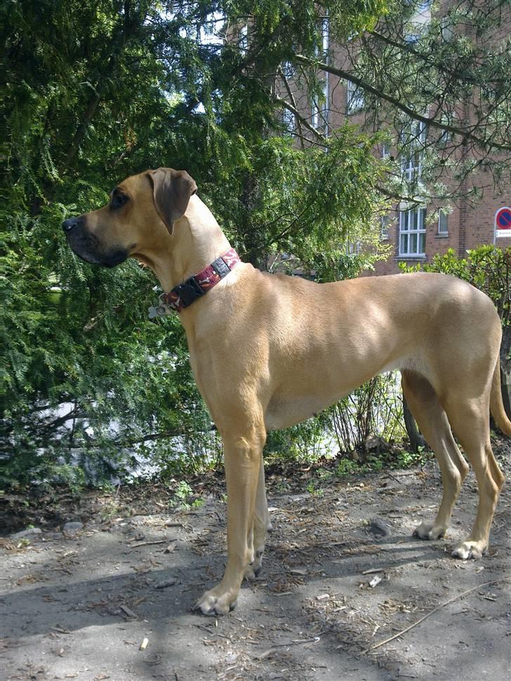 Blanding af racer R*I*P   Luna billede 5
