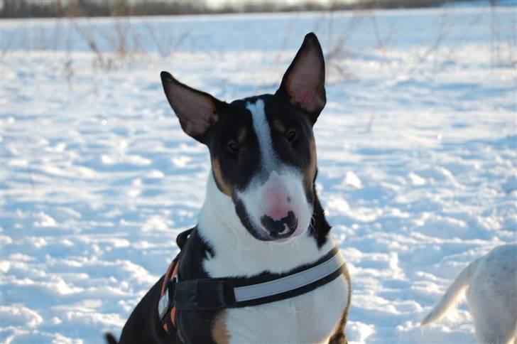 Bullterrier Pablo - Pablo knap 8 mdr. billede 4