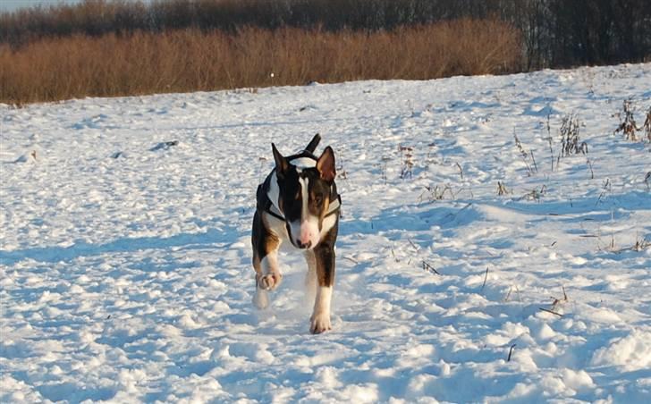 Bullterrier Pablo - Pablo knap 8 mdr. billede 5