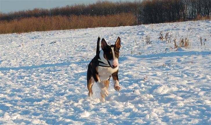 Bullterrier Pablo - Pablo knap 8 mdr. billede 6